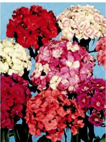 GAROFANO DEI POETI SEMPLICE TARDIVO MISCUGLIO GR.25